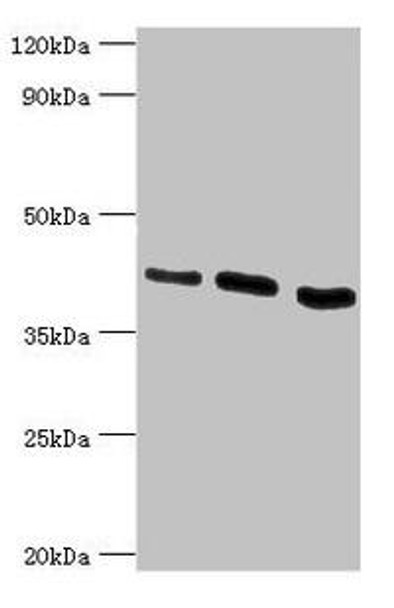 HTRA2 Antibody (PACO42906)