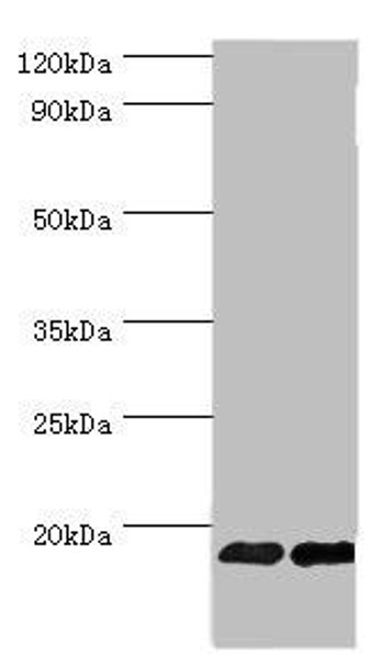 FGF1 Antibody (PACO43058)