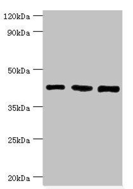 SMARCB1 Antibody (PACO43087)