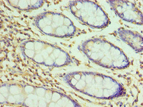 H2AFZ Antibody (PACO43196)