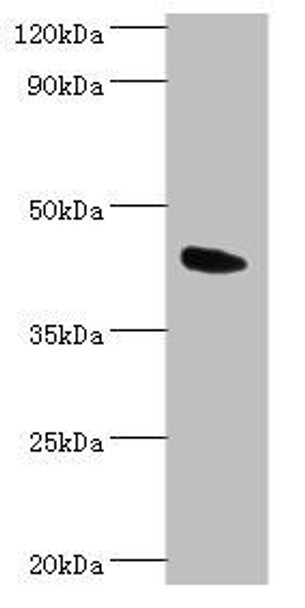 ANGPTL4 Antibody (PACO43214)