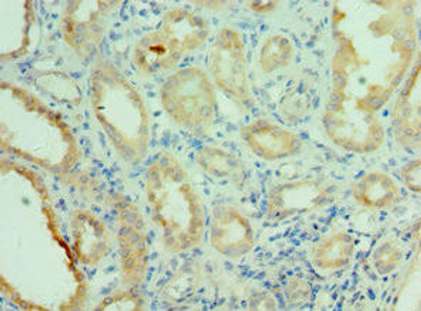 NEK2 Antibody (PACO43254)