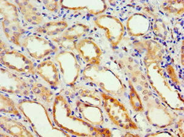 ADH4 Antibody (PACO43434)