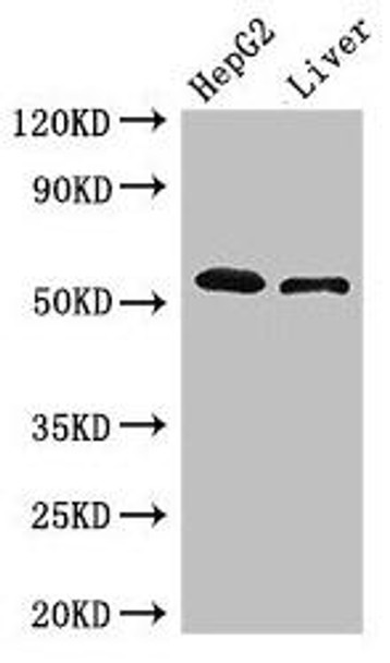 SCARB2 Antibody (PACO50566)