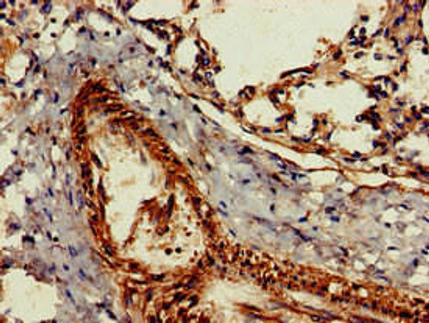 GZMK Antibody (PACO51598)