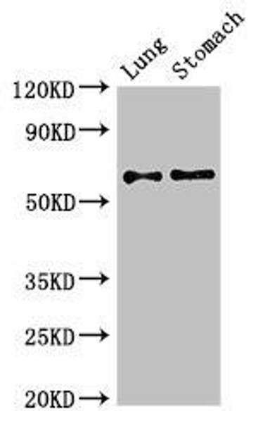 GAD2 Antibody (PACO52086)