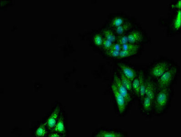 RNF6 Antibody (PACO52926)