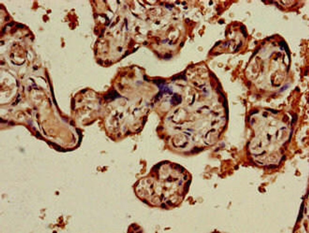 PRSS1 Antibody (PACO52966)