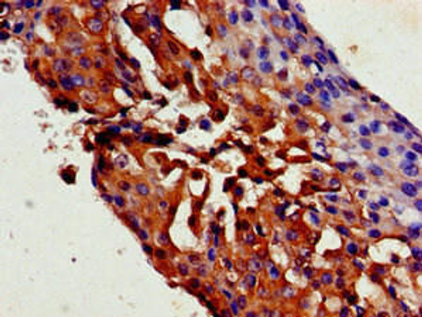 TRPC1 Antibody (PACO53758)