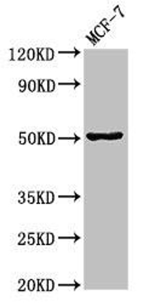 gfap Antibody (PACO53994)