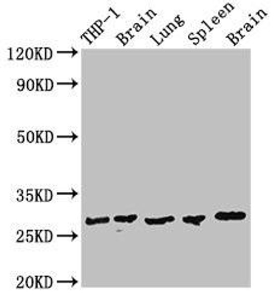 OLIG1 Antibody (PACO54354)