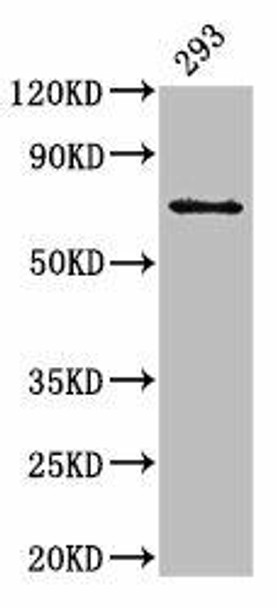 LTA4H Antibody (PACO54862)