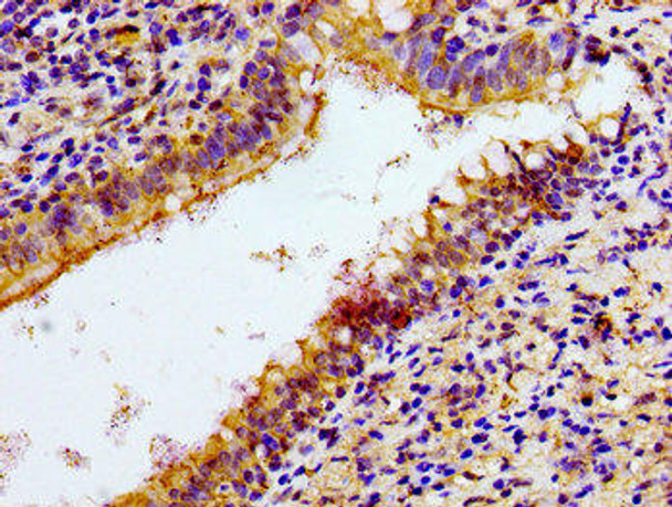 NCR3 Antibody (PACO54894)