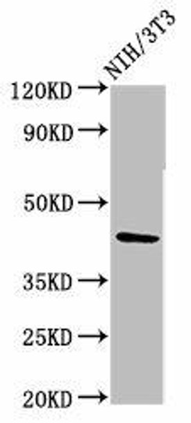 RBMS1 Antibody (PACO55750)