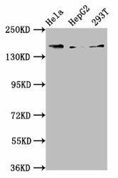 C4A Antibody (PACO57680)