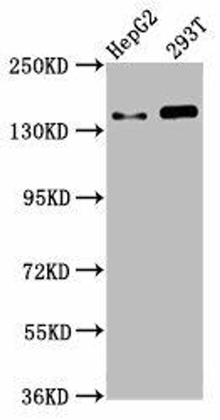 SMC5 Antibody (PACO58264)