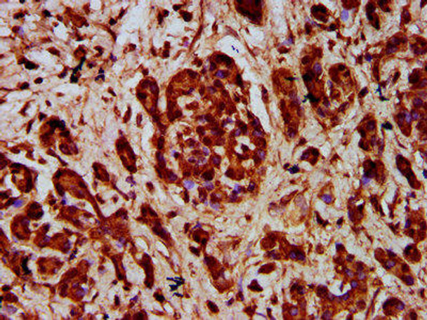 SEMA3F Antibody (PACO59081)