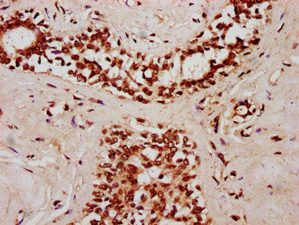 SMC1B Antibody (PACO60308)