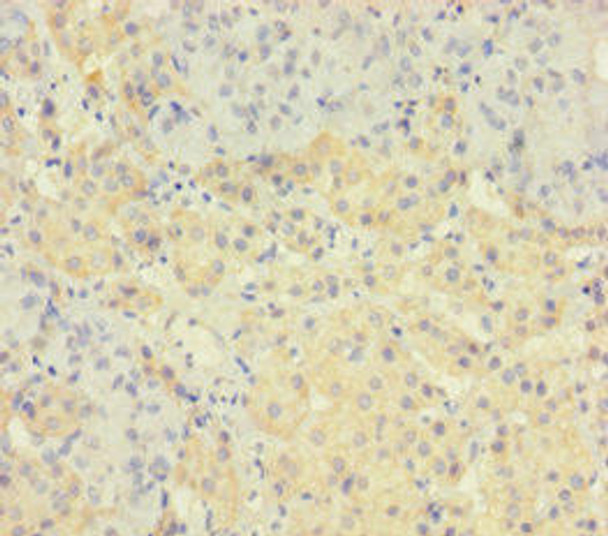 TAF12 Antibody (PACO35806)