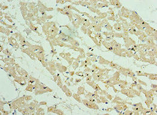 ANAPC10 Antibody (PACO43783)