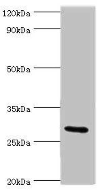 COLEC11 Antibody (PACO43973)