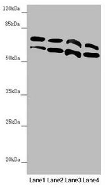 CDC45 Antibody (PACO45222)