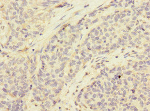 CD276 Antibody (PACO45382)