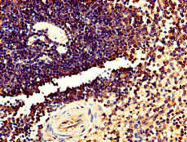 TMEM11 Antibody (PACO52002)