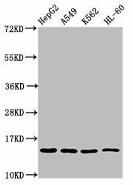 H2AFZ (Ab-7) Antibody (PACO56674)