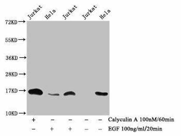 Phospho-HIST1H3A (T3) Antibody (PACO59659)