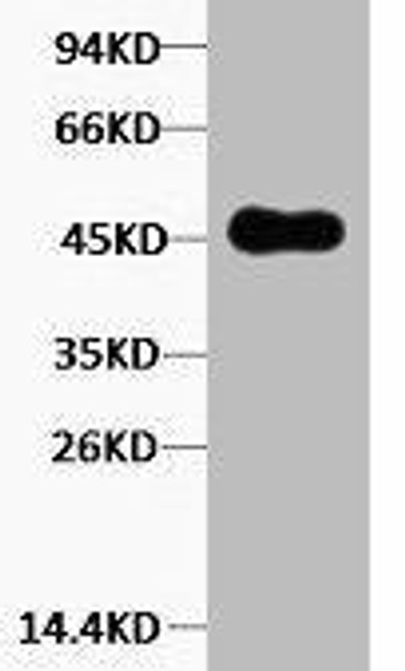 KRT18 Antibody (PACO00114)