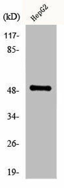 KRT16 Antibody (PACO00677)