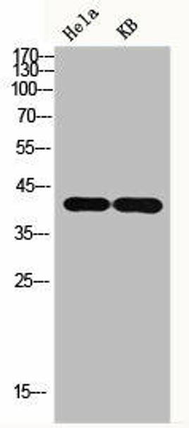 GAP43 Antibody (PACO00837)