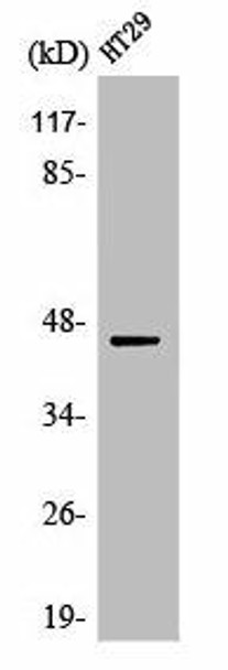 MAP2K1/MAP2K2 Antibody (PACO01058)