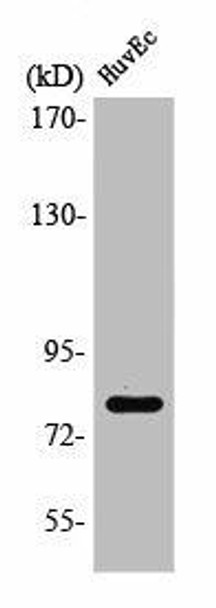 RAD17 Antibody (PACO01394)