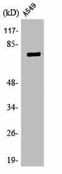 TBX3/TBX2 Antibody (PACO01593)