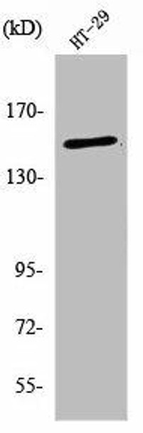 USP42 Antibody (PACO01683)