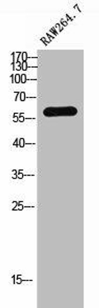 SLC24A4 Antibody (PACO02458)