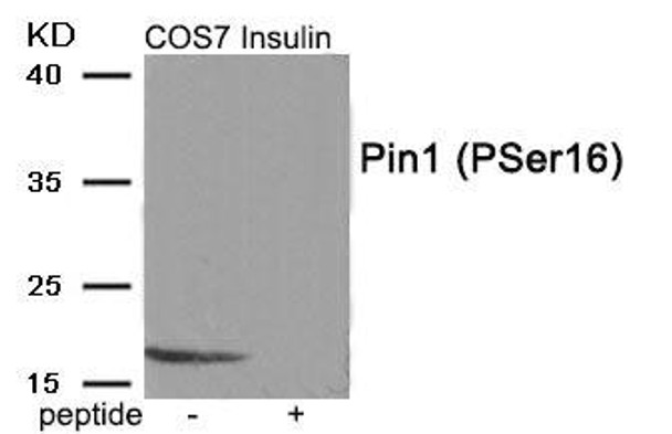 Phospho-PIN1 (Ser16) Antibody (PACO24047)