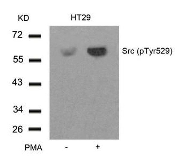 Phospho-SRC (Tyr529) Antibody (PACO24545)
