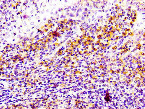 Anti-CD81 Antibody (RACO0038)