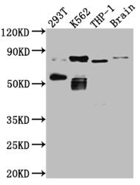 Anti-PRKCQ Antibody (RACO0452)