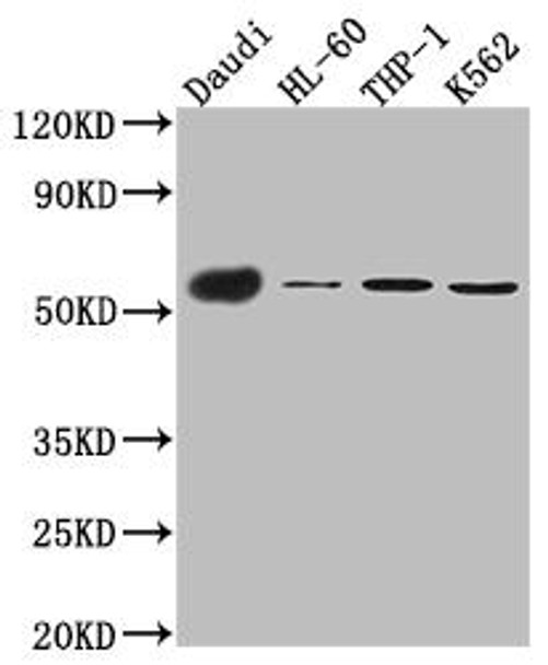 Anti-CD27 Antibody (RACO0475)