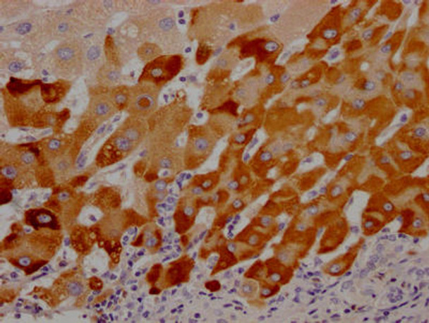 Anti-LRG1 Antibody (RACO0499)