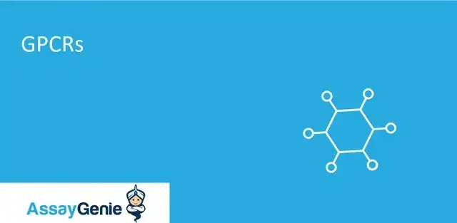GPCR (G タンパク質共役型受容体): ガイド - Assay Genie Japan
