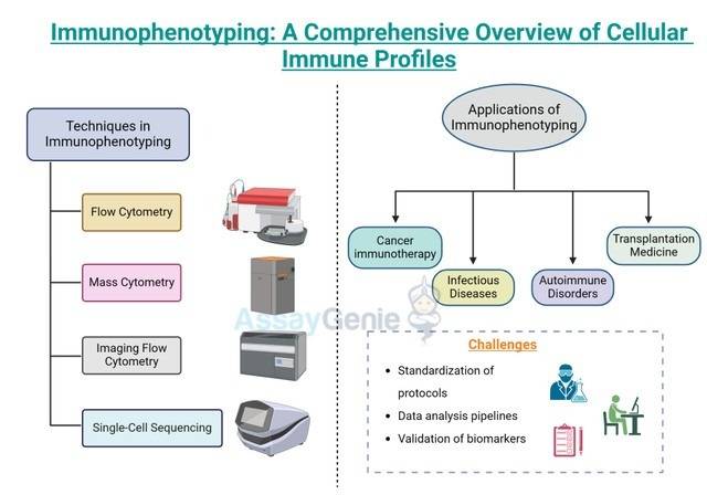 免疫表現型検査: 細胞免疫プロファイルの包括的な分析 - Assay Genie Japan