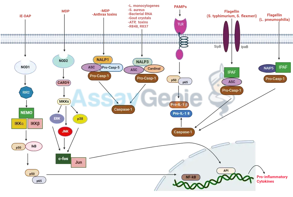 Nod 様受容体シグナル伝達経路: 自然免疫の要 - Assay Genie Japan