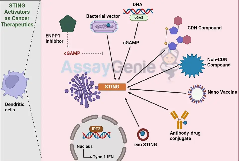 がん治療薬としてのSTING活性剤 - Assay Genie Japan