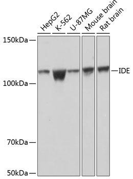 IDE (S19) Rabbit mAb main image 1
