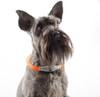 Innovagoods LED Pet Collar Petlux For Increased Pet Visibility at Night